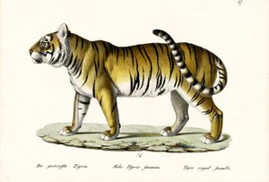 Tigre real, 1824